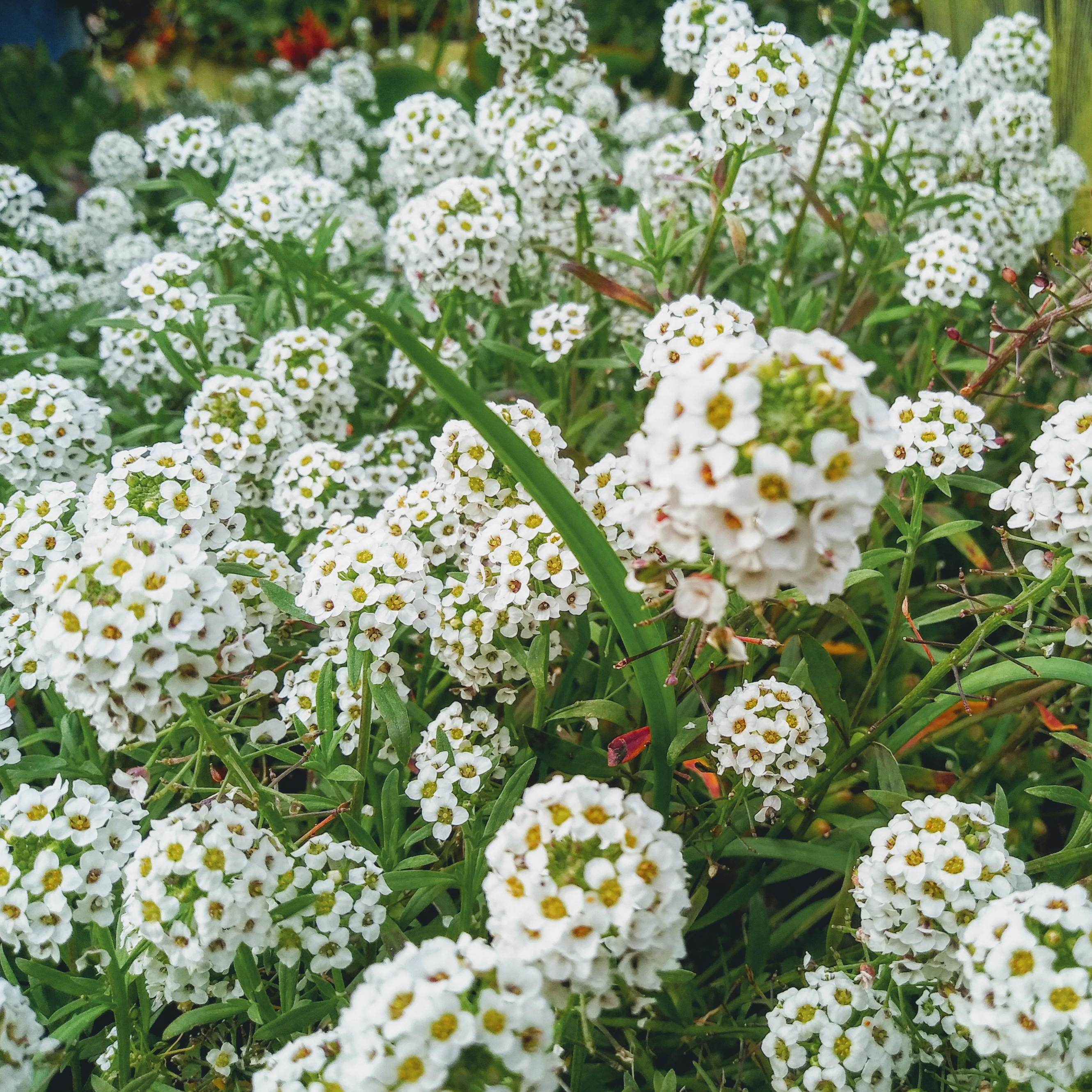 planting asylum from seed Sweet Alyssum (Alyssum maritimum) Organic Seeds – Fragrant White Blooms, Ground Cover, Attracts Beneficial Insects, Easy-to-Grow Annual