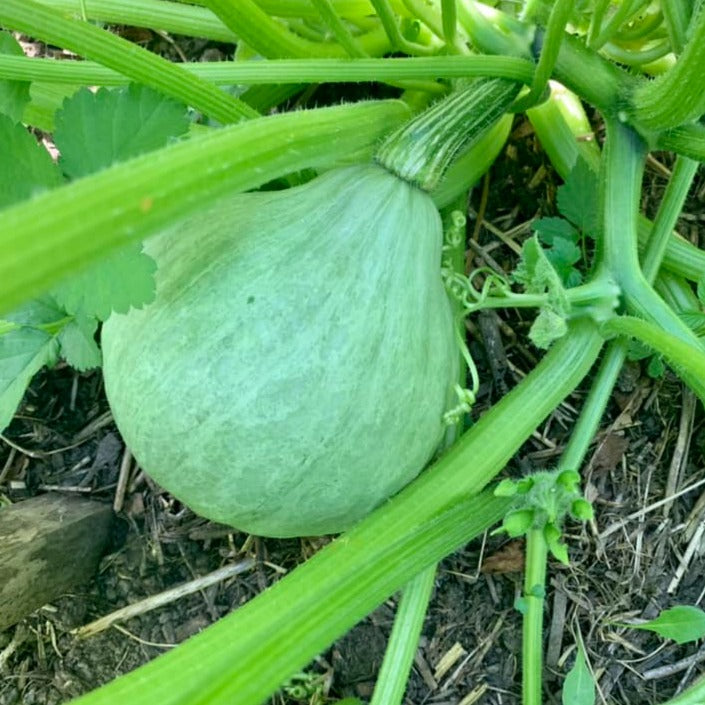 Squash Winter, Blue Hubbard Terra Mater Gardens
