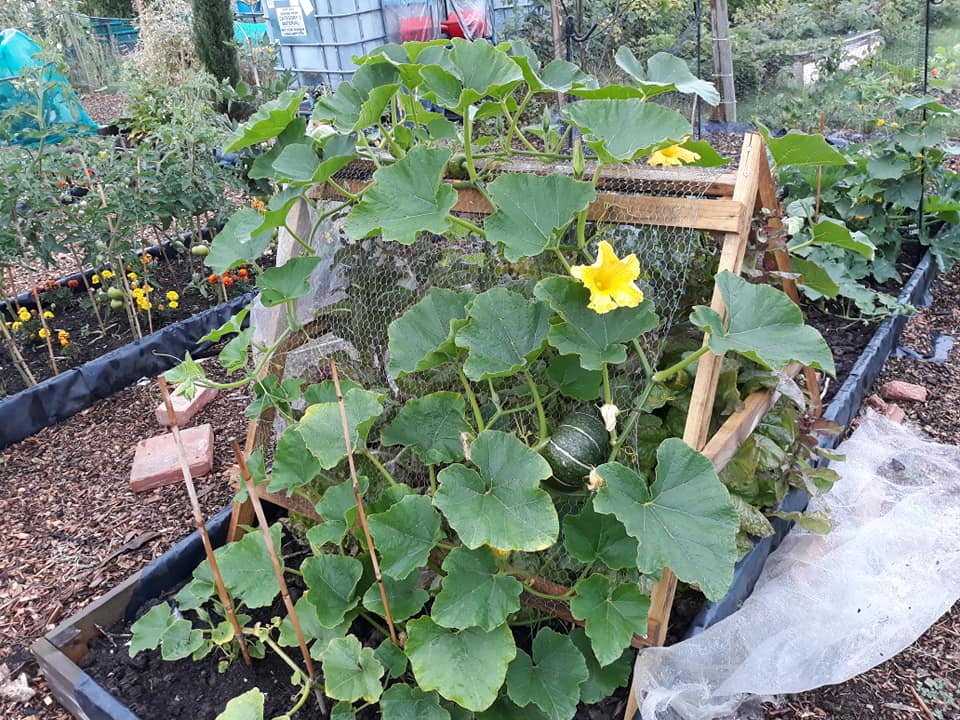 burgess plants and seeds Organic Burgess Buttercup Winter Squash Seeds (Cucurbita maxima) – Swe – Terra Mater Gardens