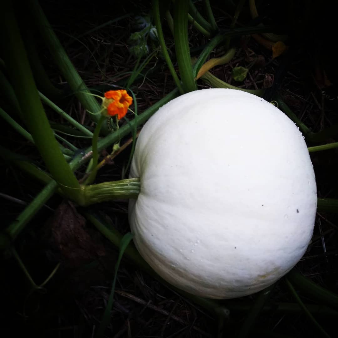 white pumpkin seeds to plant Organic Casper Pumpkin Seeds (Cucurbita pepo) – Unique White Skin, Swe – Terra Mater Gardens
