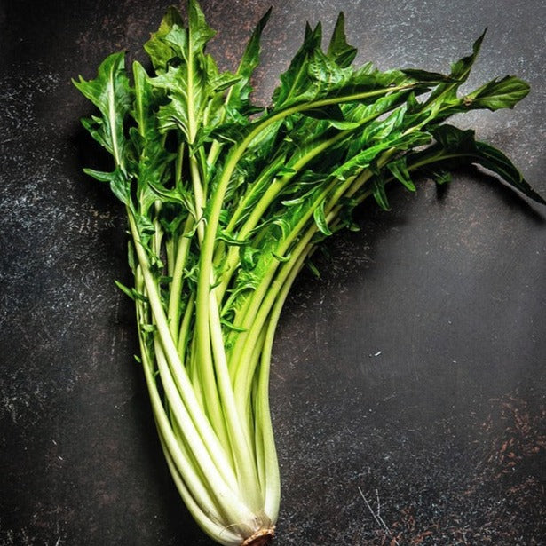 Dolci Talli Catalogna Italian Chicory Cichorium Intybus Dolci Talli dolci-talli-catalogna-italian-chicory-cichorium-intybus-dolci-talli