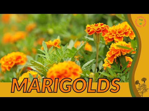 marigoldsさん専用２　1000 Marigolds for Mom Mother's Day - Marigold Seed Packets