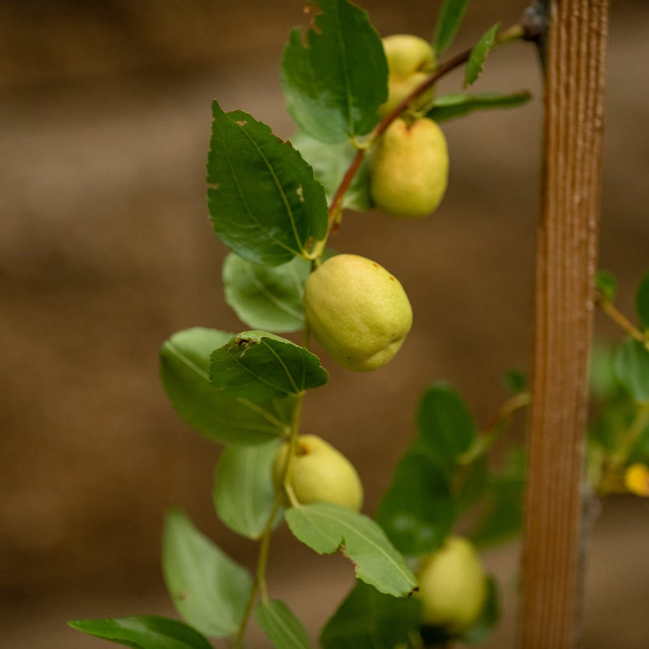 jujube plant from seed Jujube (Ziziphus jujuba) Open Pollinated Seeds – Hardy Fruit Tree, Sweet Date-Like Fruits for Snacking and Cooking
