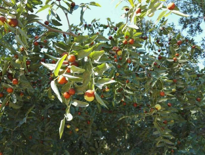 planting jujube seeds Jujube (Ziziphus jujuba) Open Pollinated Seeds – Hardy Fruit Tree, Swe – Terra Mater Gardens