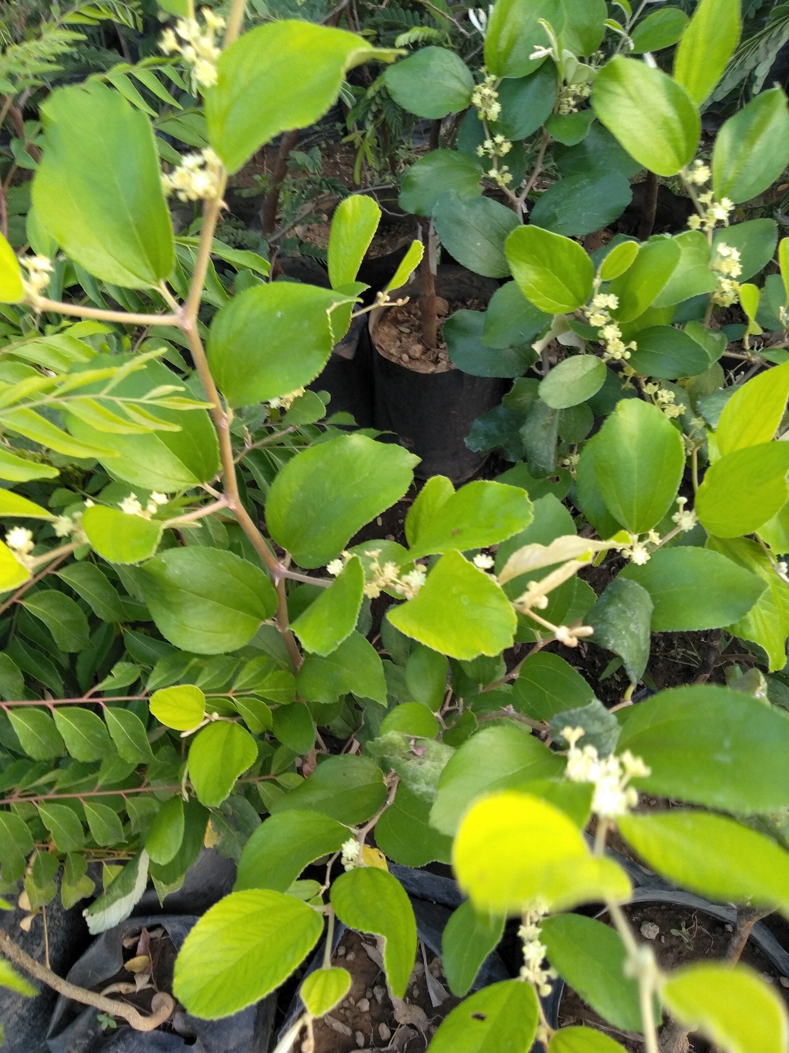 planting jujube seeds Jujube (Ziziphus jujuba) Open Pollinated Seeds – Hardy Fruit Tree, Swe – Terra Mater Gardens