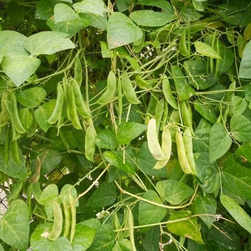 lima bean seed planting King of the Garden Lima Bean (Phaseolus lunatus 'King of the Garden') Organic Seeds – Vigorous Pole Lima, Large Tender Beans for Home Gardens