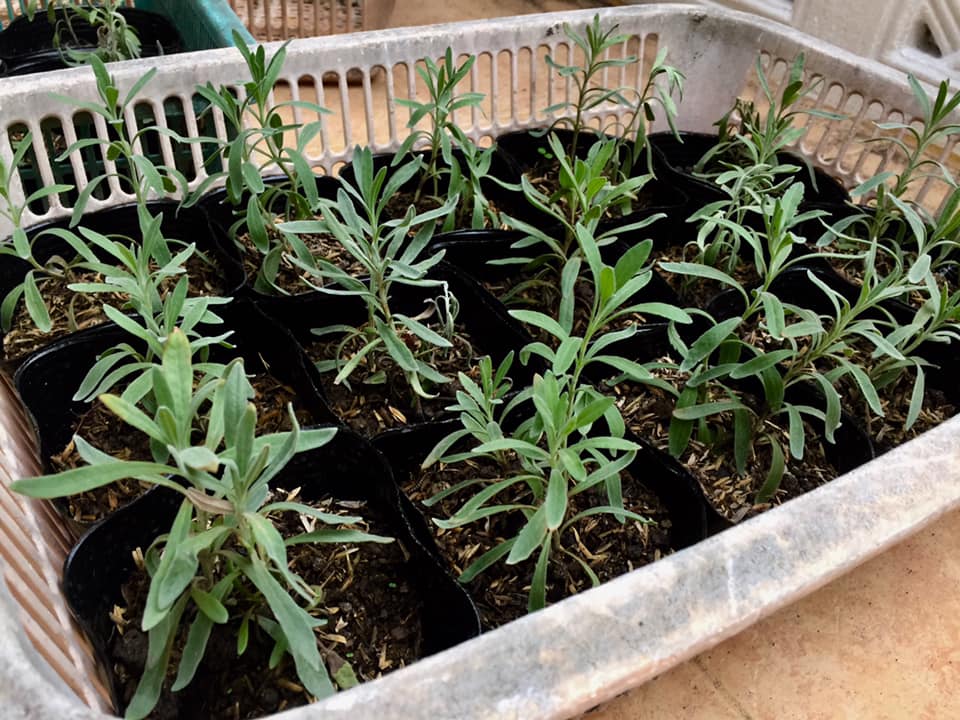 organic lavender plants Italian Lavender (Lavandula x intermedia) Organic Seeds – Fragrant Per – Terra Mater Gardens