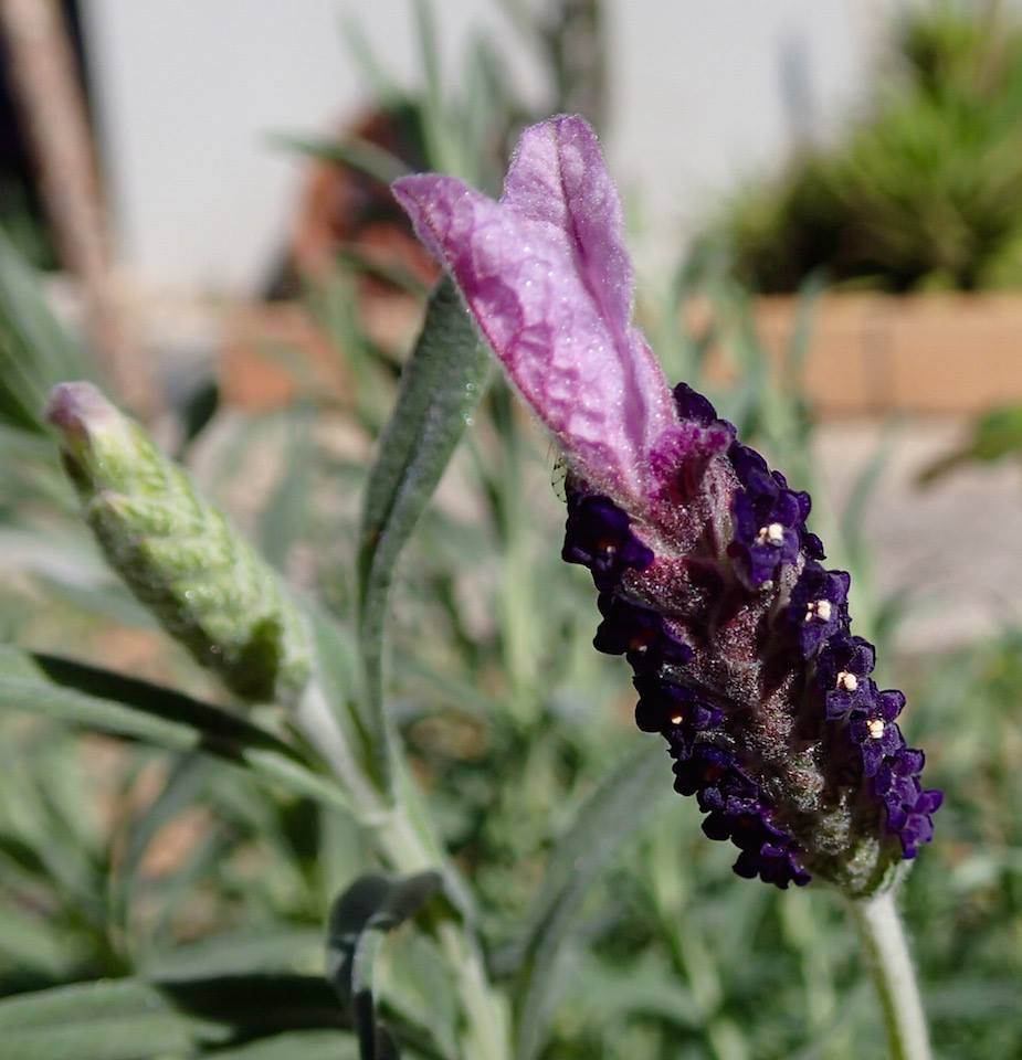 Lavender, Italian Terra Mater Gardens