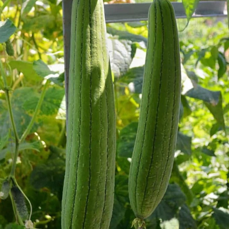 Luffa Ground Luffa Gourd (Luffa aegyptiaca) Organic Seeds – Grow Natural Sponges, V ...