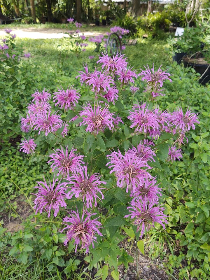 thumbnail image 2 of Lemon Mint Bee Balm – Monarda Citriodora – 5,000 Bulk Seeds – Seed Empire 2 of 4