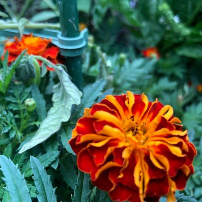 organic marigold seeds Organic Petite Mix Marigold Seeds (Tagetes patula) – 100+ Seeds for Vi – Terra Mater Gardens