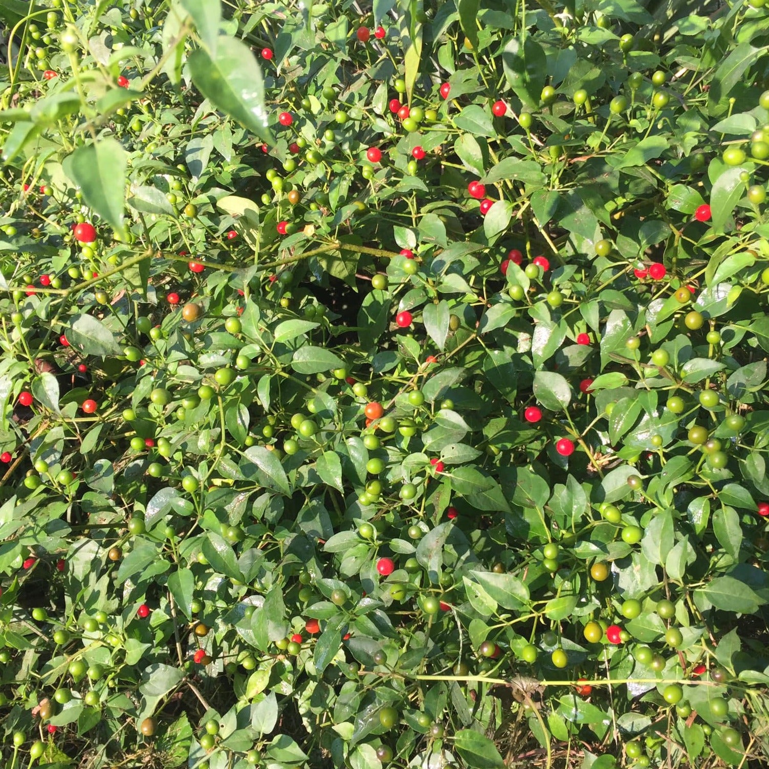planting chiltepin seeds Chiltepin Pepper Seeds (Capsicum annuum var. aviculare) – Wild and Hot, Small Round Peppers, Great for Pickling and Salsas – 10+ Seeds