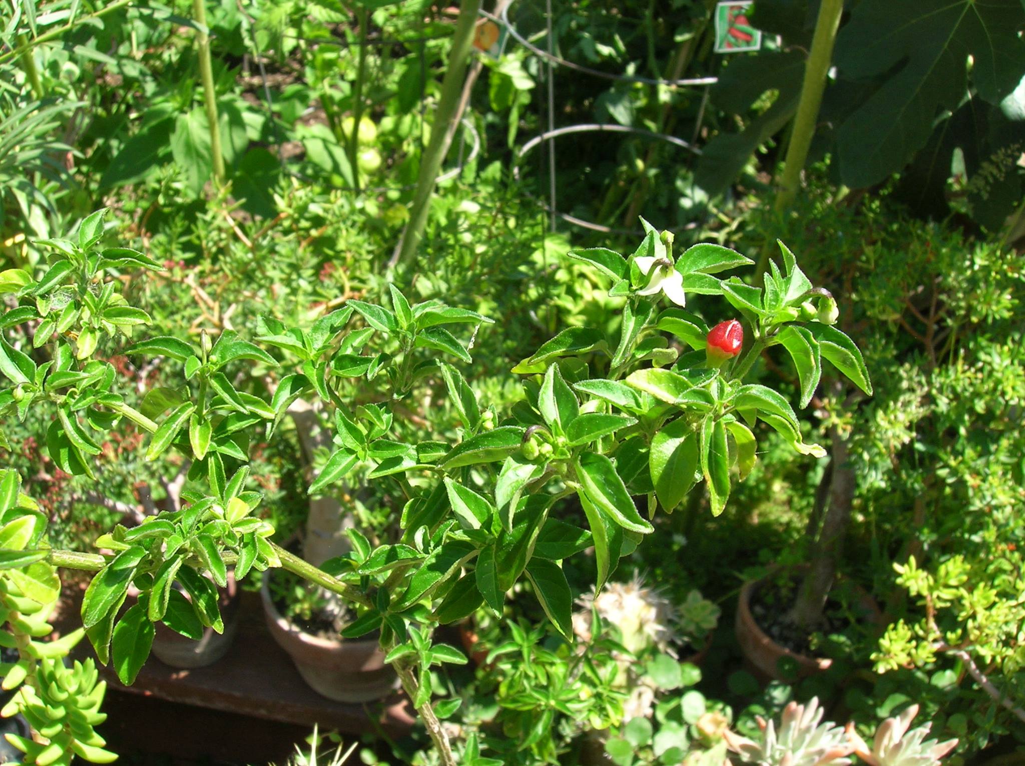 planting chiltepin seeds Chiltepin Pepper Seeds (Capsicum annuum var. aviculare) – Wild and Hot – Terra Mater Gardens