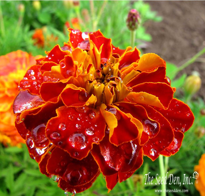 organic marigold seeds Organic Sparky Mix Marigold Seeds (Tagetes patula) – 100+ Seeds for Bright Blooms, Pest Control, and Garden Borders