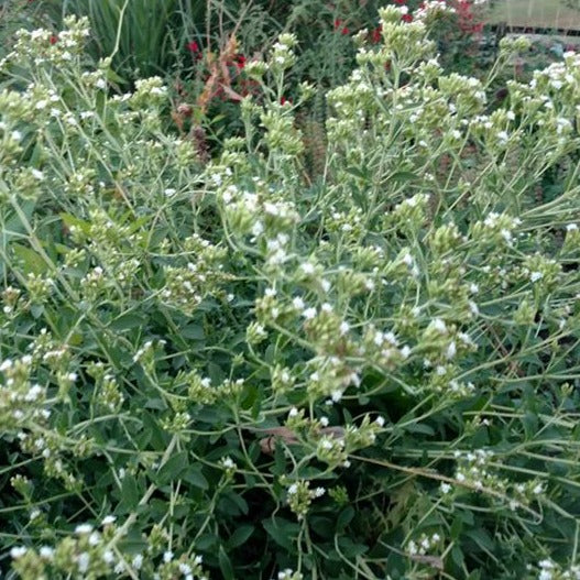 buy stevia plant seeds Organic Candy Stevia Seeds (Stevia rebaudiana) – 10+ Seeds for Herb Gardens, Natural Sweeteners, and Edible Leaves