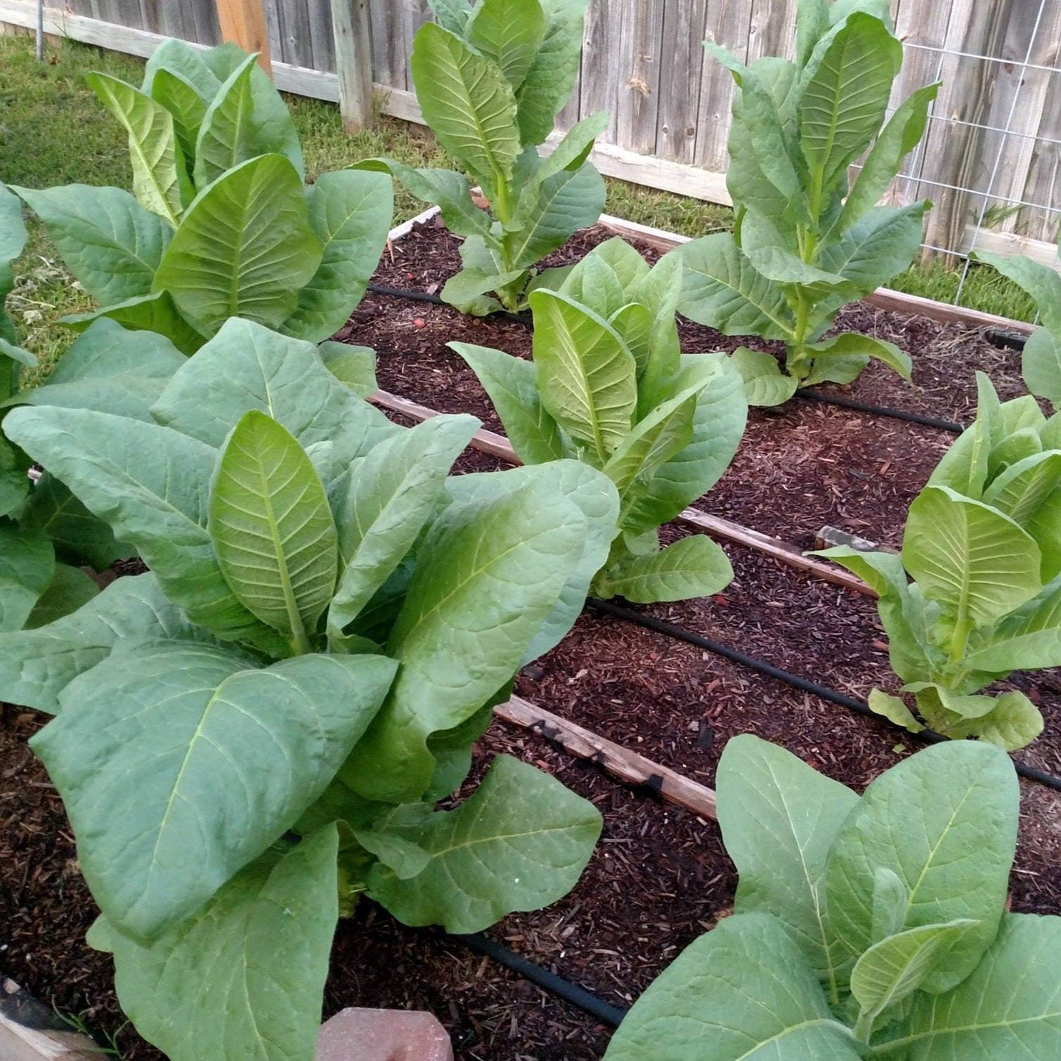 potted tobacco plant Florida Sumatra Tobacco Seeds (Nicotiana tabacum) – 50+ Seeds for Toba – Terra Mater Gardens potted tobacco plant Florida Sumatra Tobacco Seeds (Nicotiana tabacum) – 50+ Seeds for Toba – Terra Mater Gardens