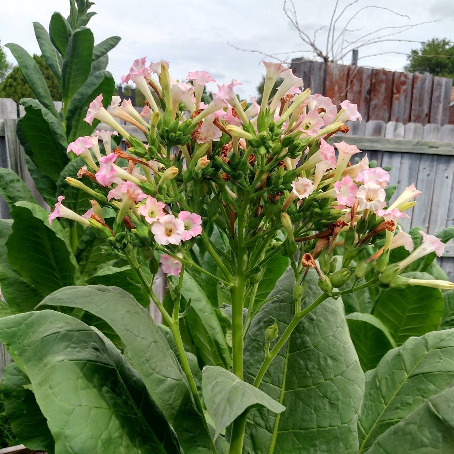 can you grow tobacco in florida Florida Sumatra Tobacco Seeds (Nicotiana tabacum) – 50+ Seeds for Toba – Terra Mater Gardens can you grow tobacco in florida Florida Sumatra Tobacco Seeds (Nicotiana tabacum) – 50+ Seeds for Toba – Terra Mater Gardens