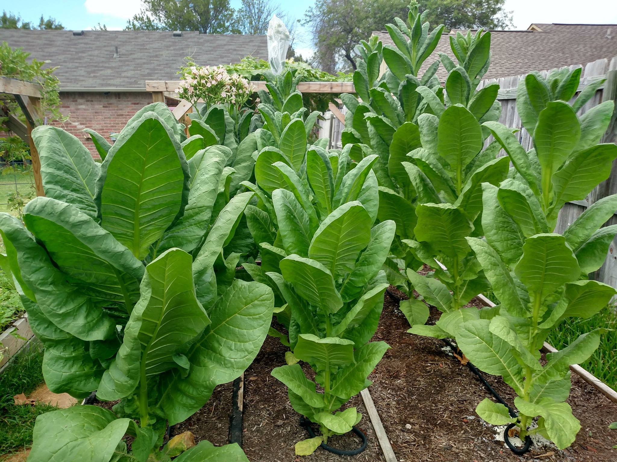 bulimba variety & tobacco Florida Sumatra Tobacco Seeds (Nicotiana tabacum) – 50+ Seeds for Toba – Terra Mater Gardens bulimba variety & tobacco Florida Sumatra Tobacco Seeds (Nicotiana tabacum) – 50+ Seeds for Toba – Terra Mater Gardens