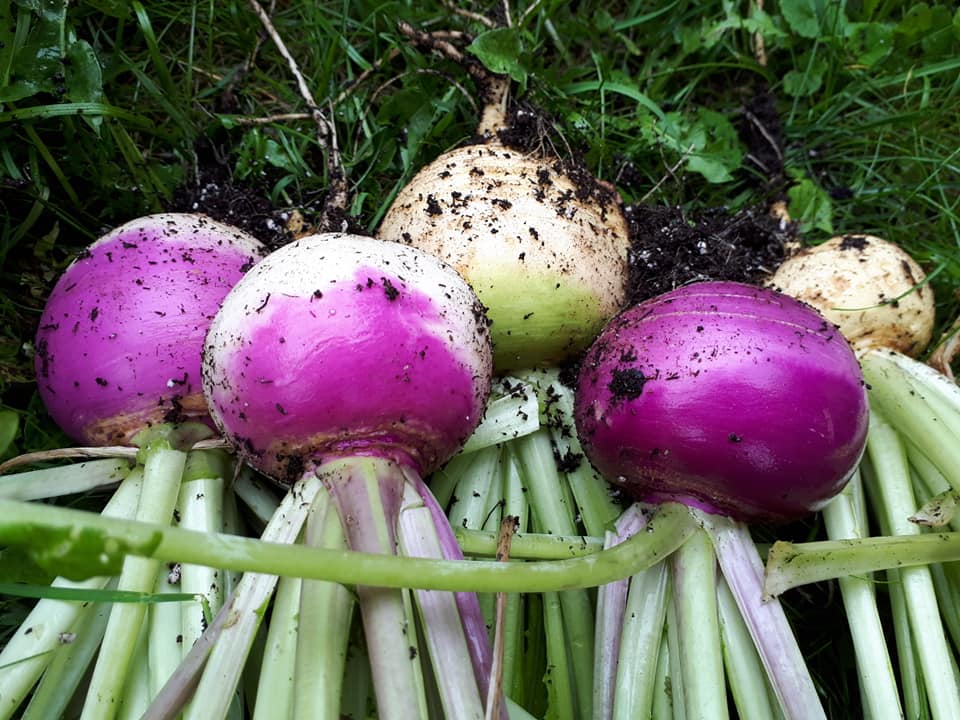 thumbnail image 2 of Plant Some Good Eats! 1000 Purple Top White Globe Turnip Seeds – Non-GMO, Heirloom, Ready For 2025 2 of 6