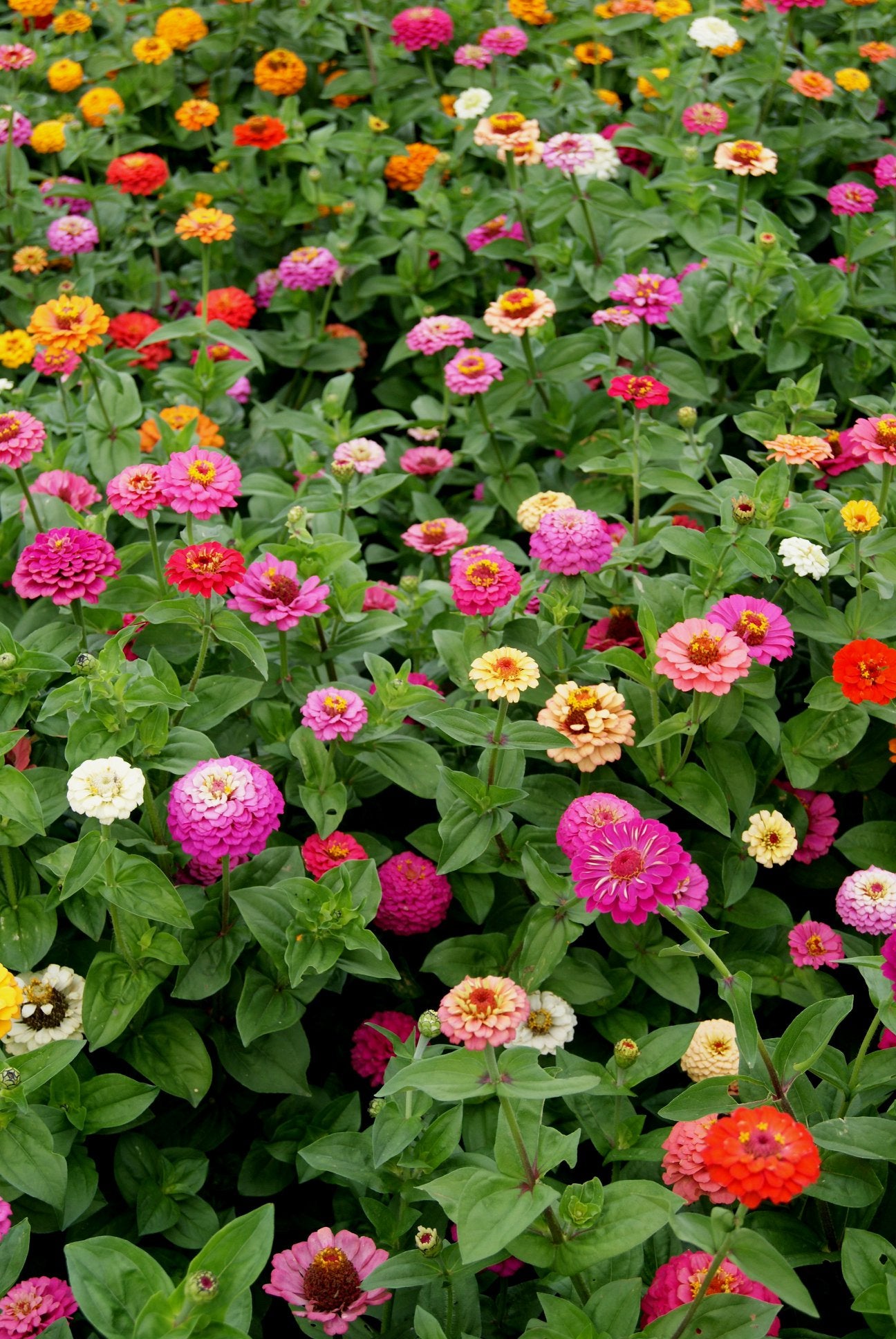 pennington zinnia garden seed blend Organic Zinnia 'Cut & Come Again' Mix Seeds (Zinnia elegans) – Continu – Terra Mater Gardens
