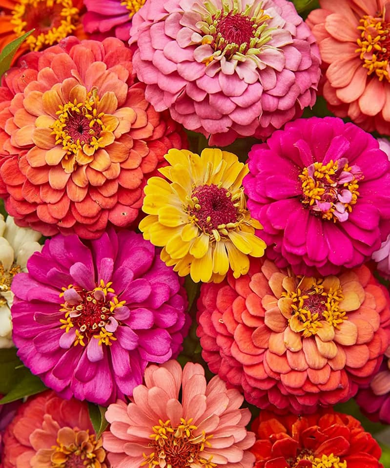 pennington zinnia garden seed blend Organic Zinnia 'Cut & Come Again' Mix Seeds (Zinnia elegans) – Continuous Blooms, Bright Colors, Ideal for Cut Flower Gardens, Easy to Grow – 20+
